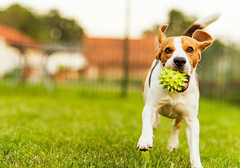 Dog Park Polk County
